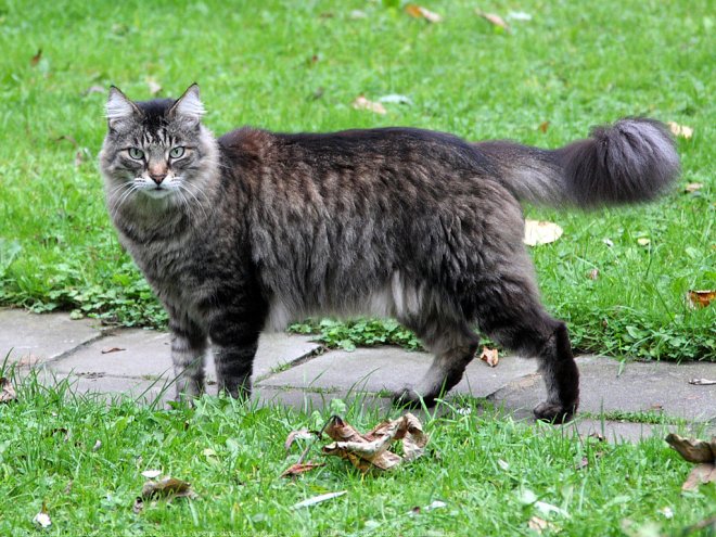 Photo de Chat domestique