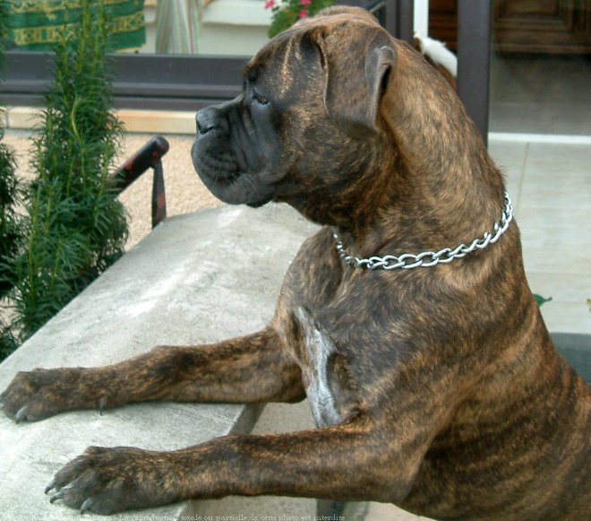 Photo de Bullmastiff