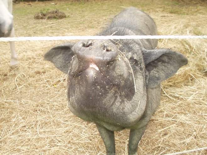 Photo de Cochon