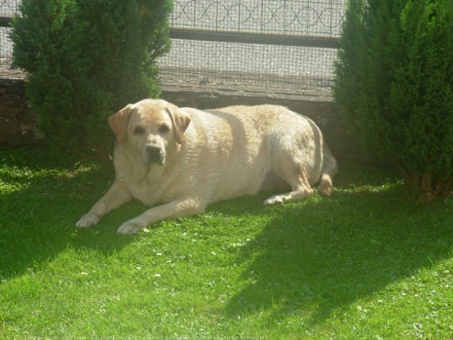 Photo de Labrador retriever