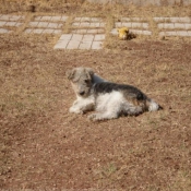 Photo de Fox terrier  poil dur