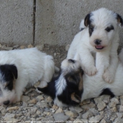 Photo de Fox terrier  poil dur