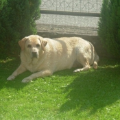 Photo de Labrador retriever