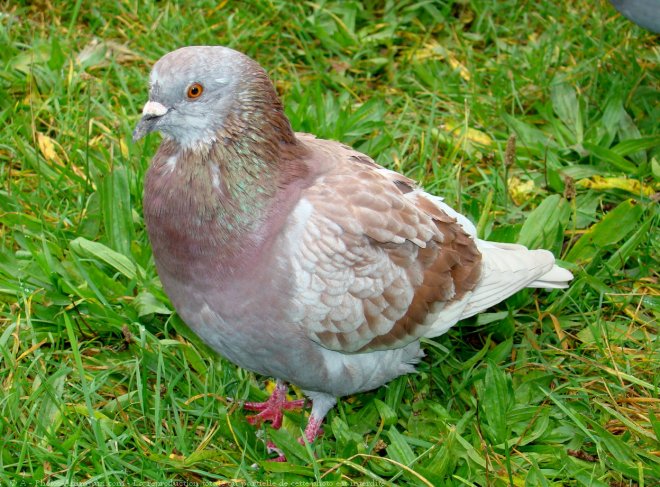 Photo de Pigeon