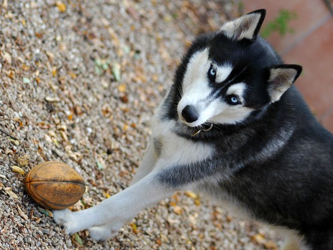 Photo de Husky siberien