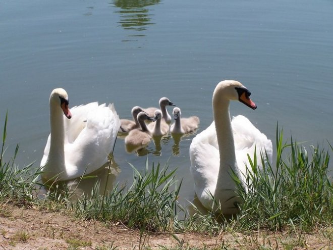 Photo de Cygne