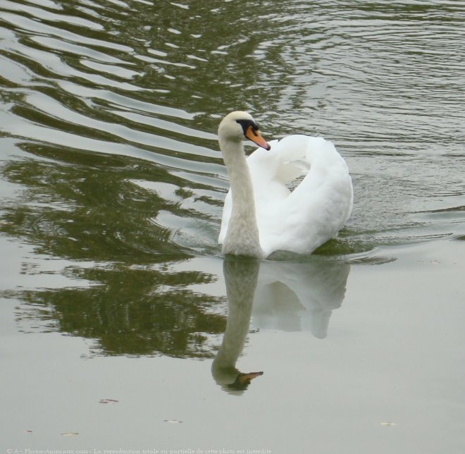 Photo de Cygne