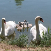 Photo de Cygne