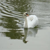 Photo de Cygne