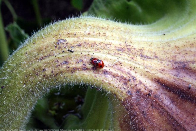 Photo de Coccinelle