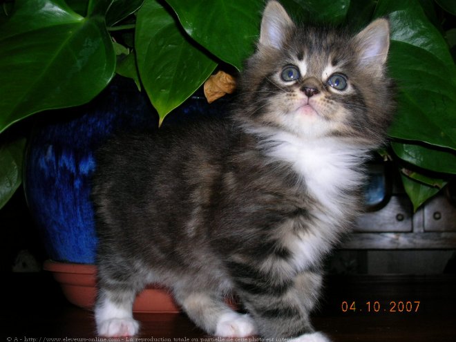 Photo de Maine coon