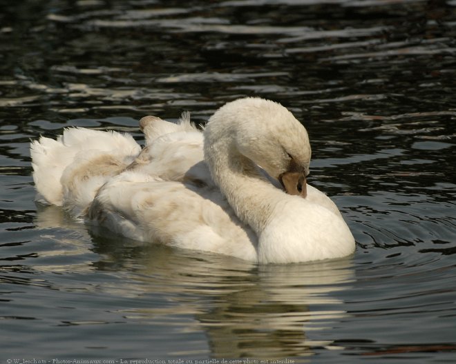 Photo de Cygne