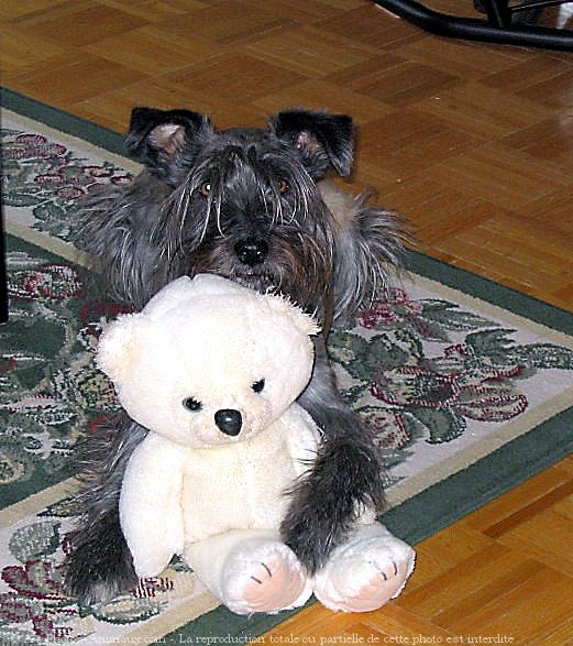 Photo de Schnauzer