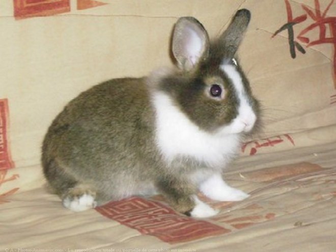 Photo de Lapin