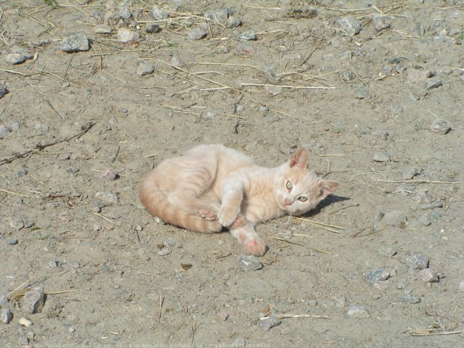 Photo de Chat domestique