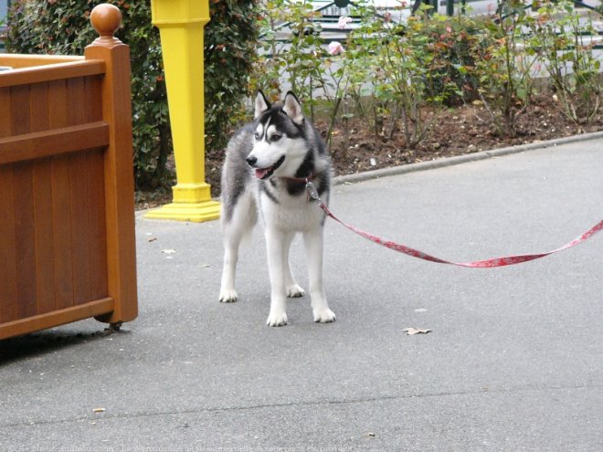 Photo de Husky siberien