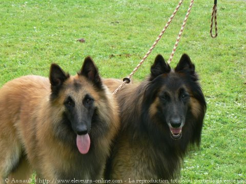 Photo de Berger belge tervueren