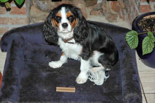 Photo de Cavalier king charles spaniel