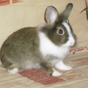 Photo de Lapin