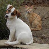 Photo de Jack russell terrier