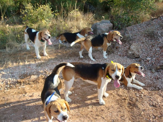 Photo de Beagle