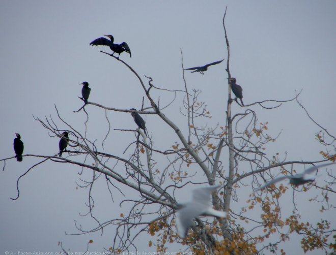 Photo de Cormorans hupps