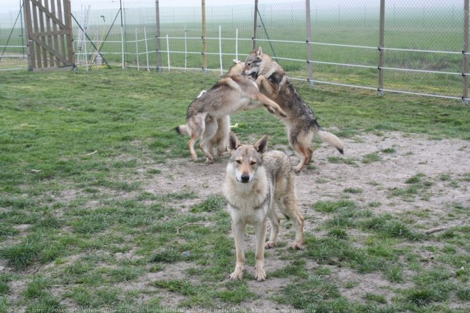 Photo de Chien loup tchcoslovaque