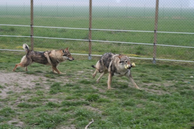 Photo de Chien loup tchcoslovaque