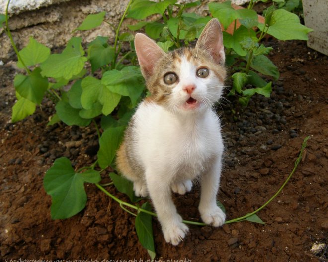 Photo de Chat domestique