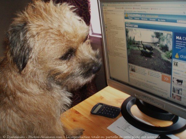 Photo de Border terrier