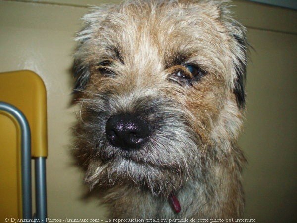 Photo de Border terrier