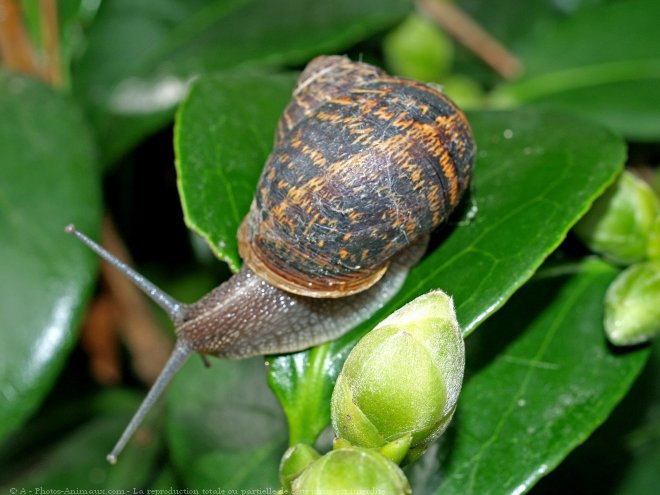 Photo d'Escargot