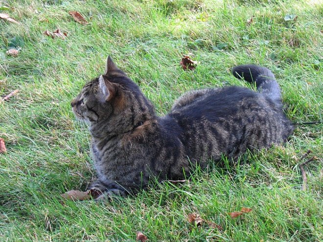 Photo de Chat domestique