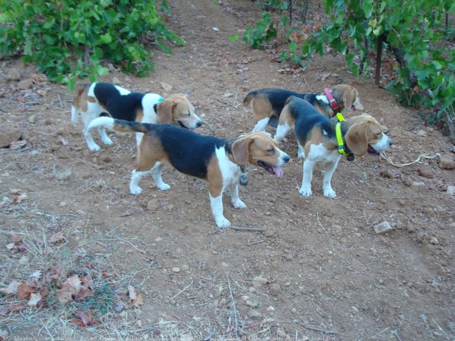 Photo de Beagle