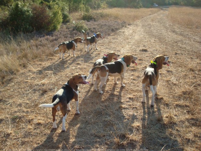 Photo de Beagle