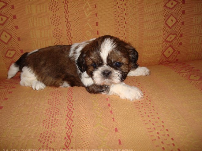 Photo de Shih tzu