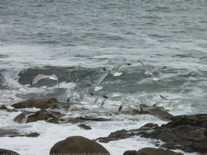 Photo de Mouette