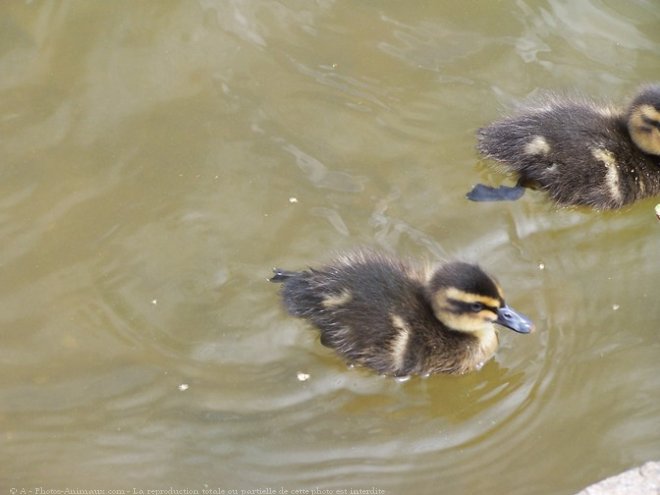 Photo de Canard