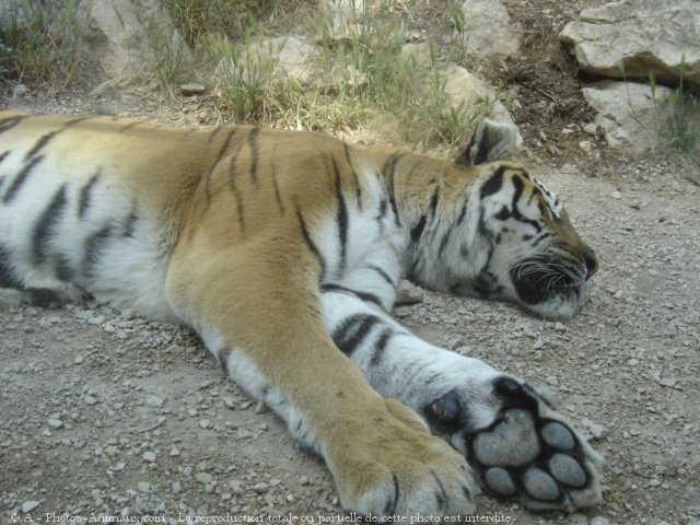 Photo de Tigre