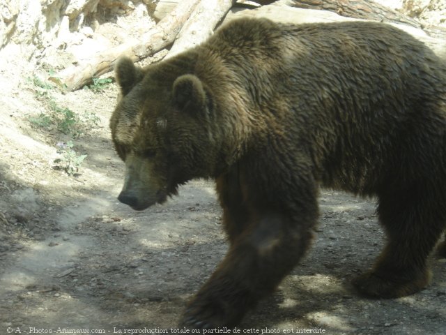 Photo d'Ours