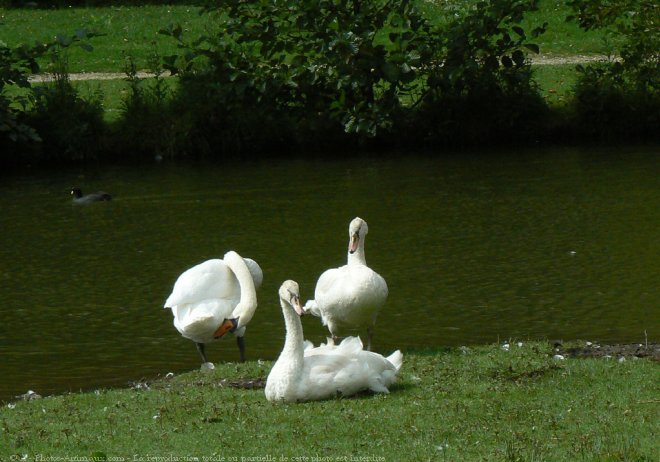 Photo de Cygne