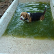 Photo de Beagle