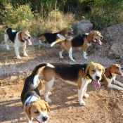 Photo de Beagle