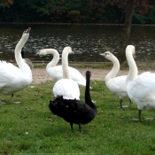 Photo de Cygne