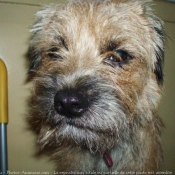 Photo de Border terrier