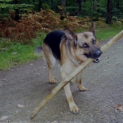 Photo de Berger allemand  poil court