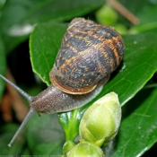 Photo d'Escargot