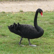 Photo de Cygne