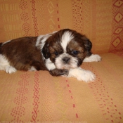 Photo de Shih tzu