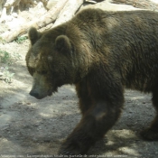 Photo d'Ours